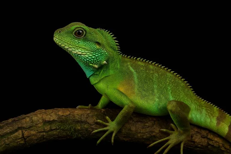 Agama błotna: zielony drapieżnik z Azji w twoim terrarium