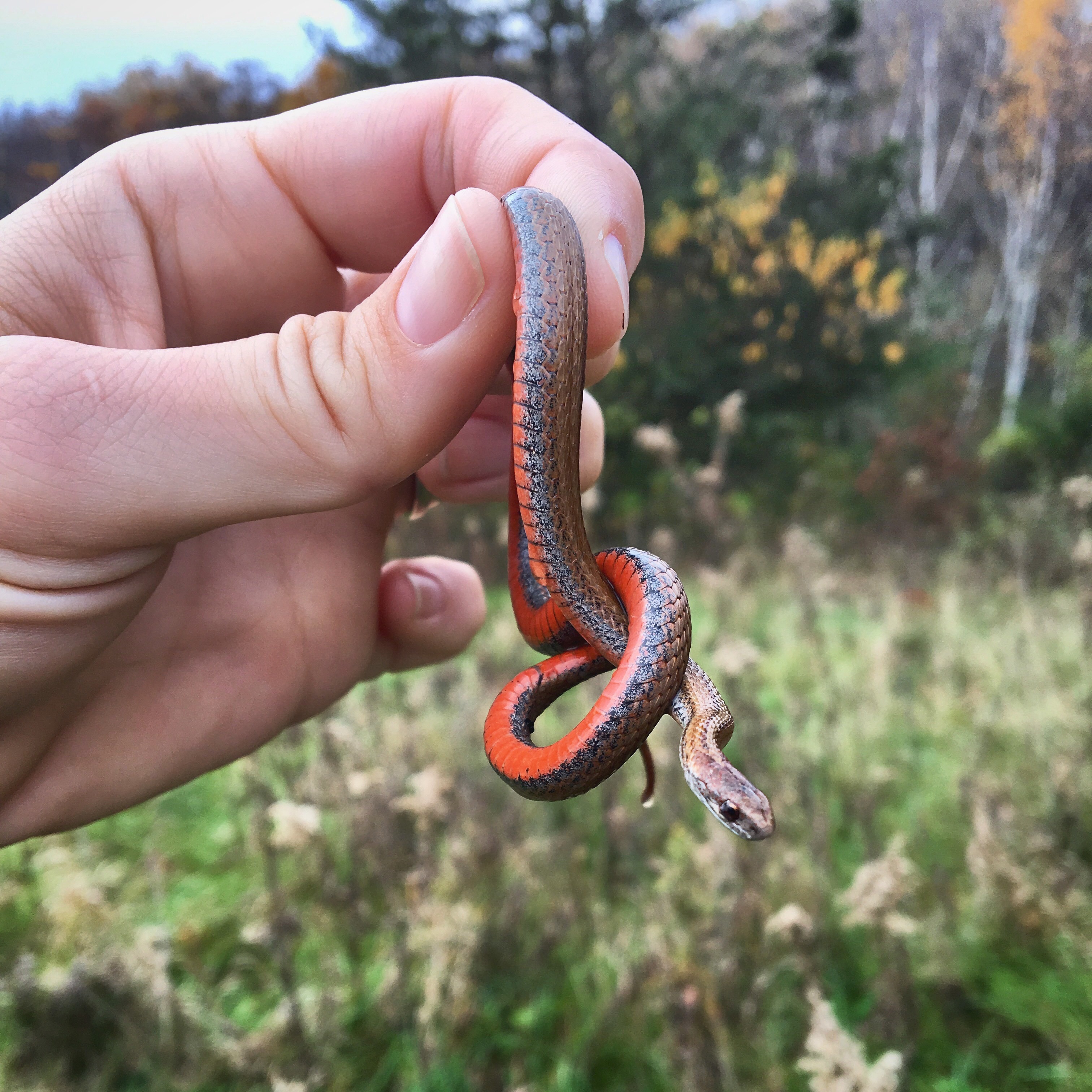 Jakie są 5 największych mitów na temat hodowli węży?