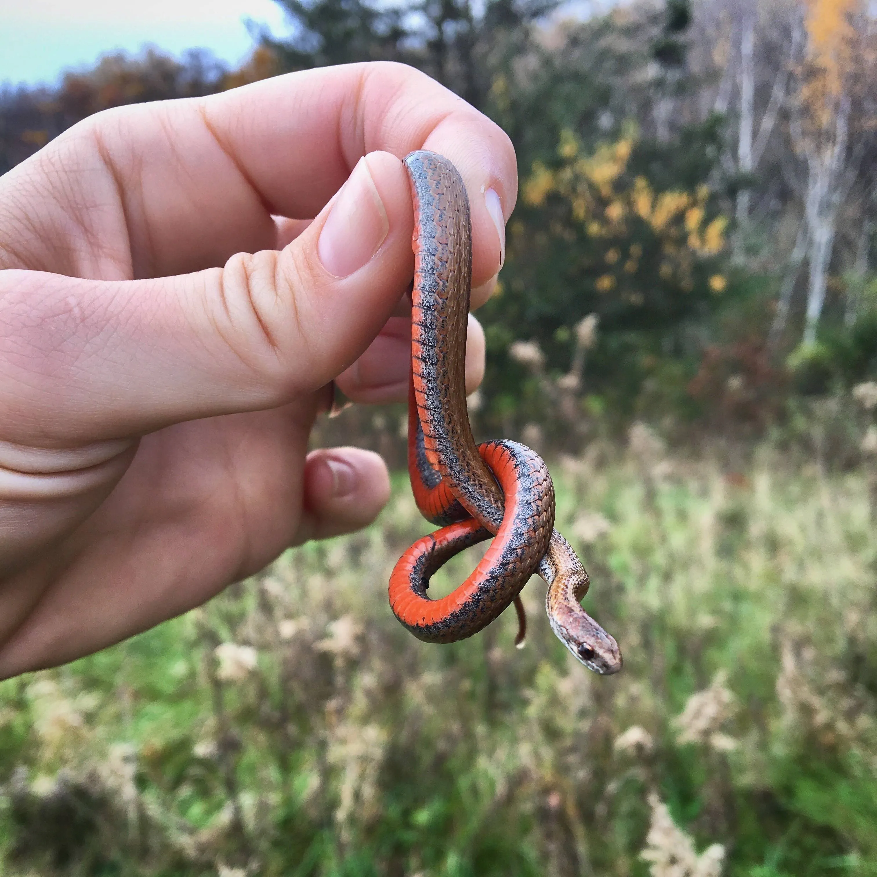 Jakie są 5 największych mitów na temat hodowli węży?
